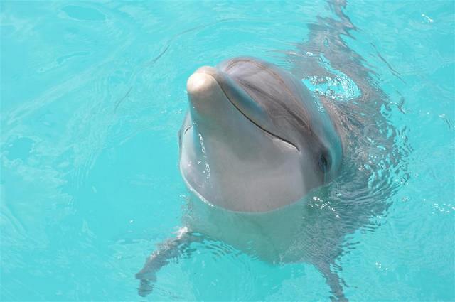 20110324 dolph 19