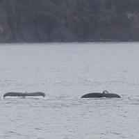 20110718 346cropped