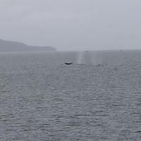 20110718 web 438