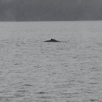 20110718 web 537