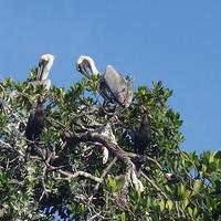 Cartagena 20141228 0825 28