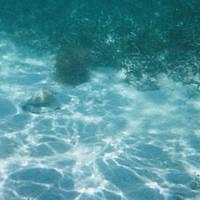 2006 Western Caribbean